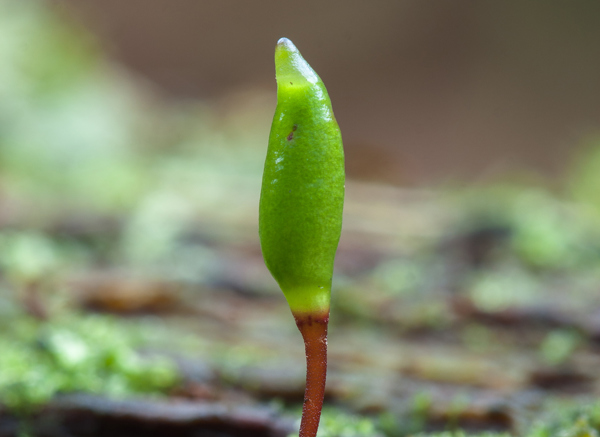 Ilustrační foto: Buxbaumia viridis, foto Štěpán Koval
