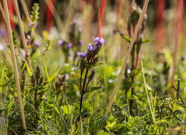 Hořeček ladní pobaltský (Gentianella campestris subsp. baltica) patří mezi kriticky ohrožené druhy české flóry. Foto: Kamila Antošová, Správa KRNAP