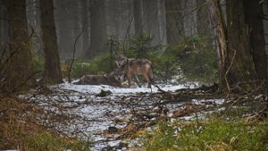 Vlci v okolí Janských Lázní, foto (a) Tomáš Kopecký