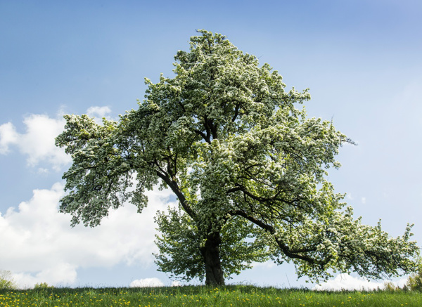 Planá hrušeň v Poniklé – památný strom