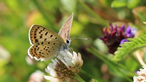 Snímek z fotosoutěže Motýlí půlhodinka 2024, zdroj Skupina JARO