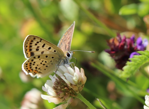 Snímek z fotosoutěže Motýlí půlhodinka 2024, zdroj Skupina JARO
