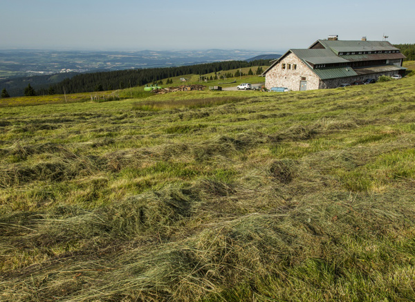 Pokosená louka na Zadních Rennerovkách (foto: Kamila Antošová, archiv Správy KRNAP)