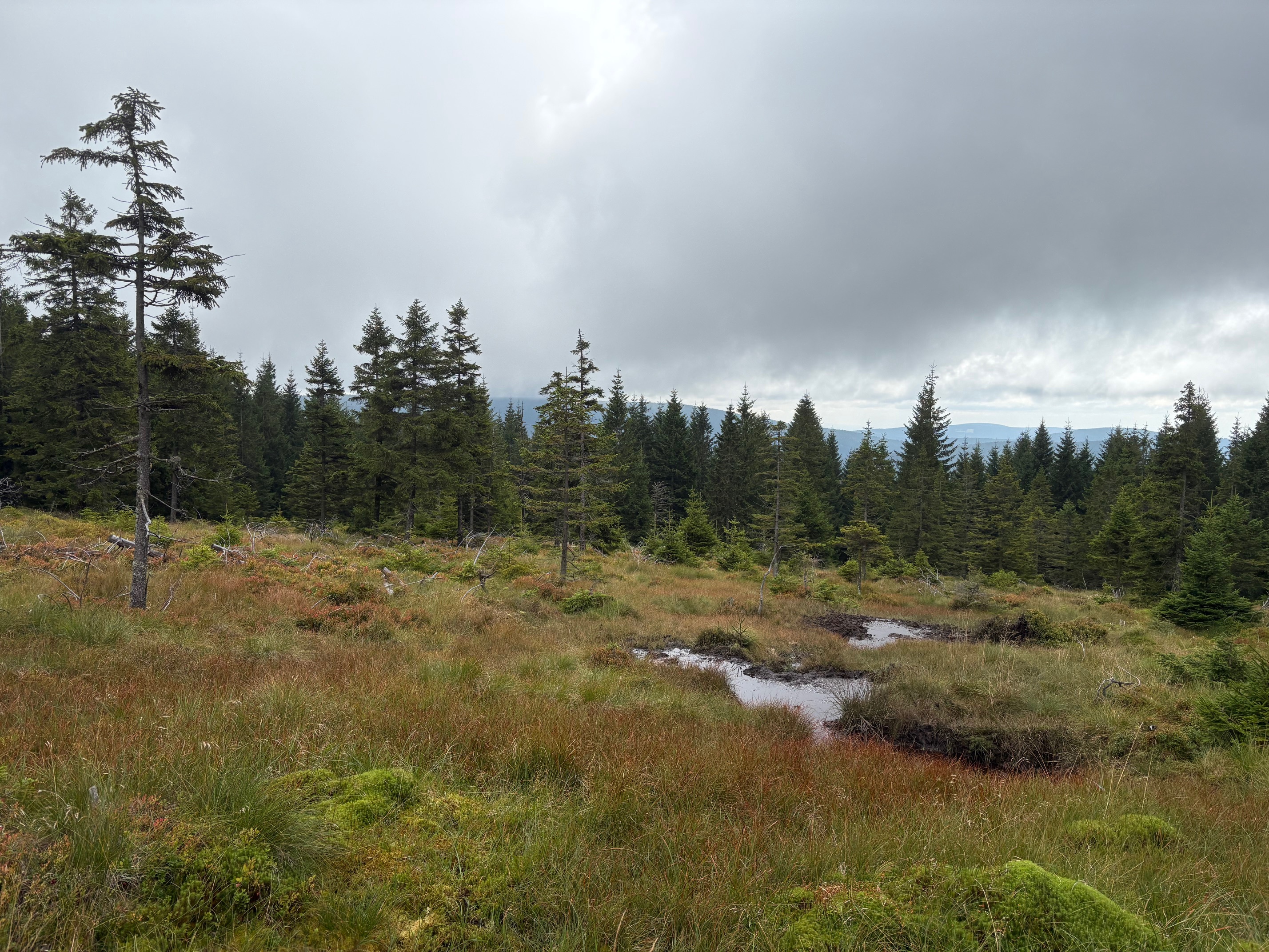 Nové přehrážky se vybudovaly na kanálu, který odváděl vodu z rašeliniště pod Sovím sedlem ve východních Krkonoších nedaleko boudy Jelenka. Foto: David Krause, archiv Správy KRNAP