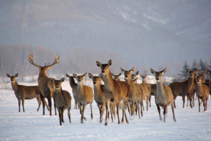 Stádo jelena evropského