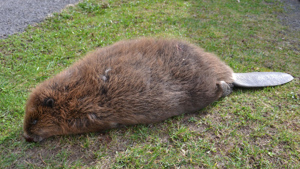 Bobr byl nalezen na kraji hlavní silnice č. 14 – přímo naproti jezu na Jizeře v Horní Sytové (součást obce Víchová nad Jizerou).  Foto: Miloš Jakoubek