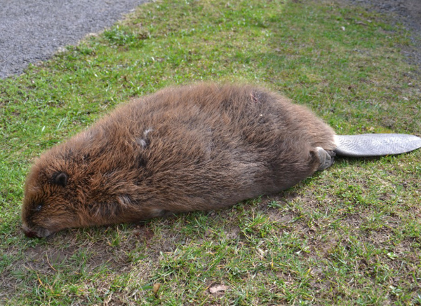 Bobr byl nalezen na kraji hlavní silnice č. 14 – přímo naproti jezu na Jizeře v Horní Sytové (součást obce Víchová nad Jizerou).  Foto: Miloš Jakoubek