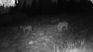 Smečka čtyř vlků obecných zachycená fotopastí v hřebenové oblasti středních Krkonoš, foto Michal Prouza, Správa KRNAP

