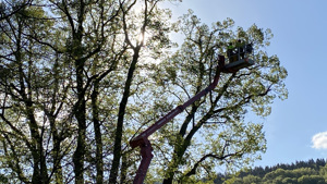 Stromolezci zredukovali objem koruny o cca 20 %, náročnou práci museli udělat z vysokozdvižné plošiny. Foto: Radek Drahný, archiv Správy KRNAP. 