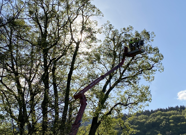 Stromolezci zredukovali objem koruny o cca 20 %, náročnou práci museli udělat z vysokozdvižné plošiny. Foto: Radek Drahný, archiv Správy KRNAP.