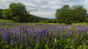 Porosty lupiny mnoholisté na Lučinách (Foto: Kamila Antošová, Správa KRNAP)