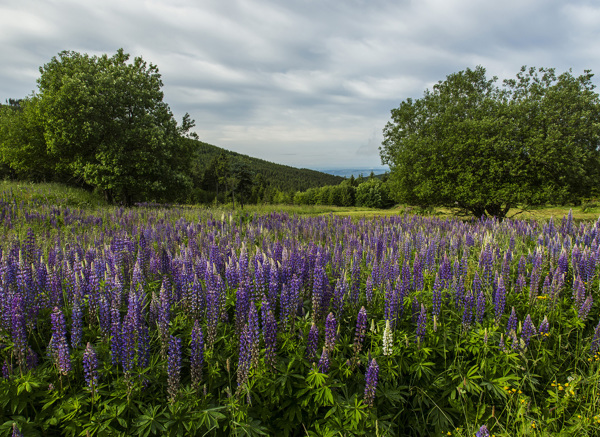 Porosty lupiny mnoholisté na Lučinách (Foto: Kamila Antošová, Správa KRNAP)