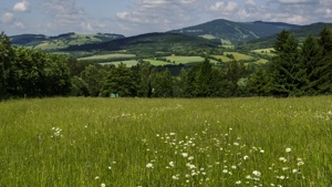 Ilustrační foto: Rozkvetlá louka na Bíneru (archiv Správy KRNAP)