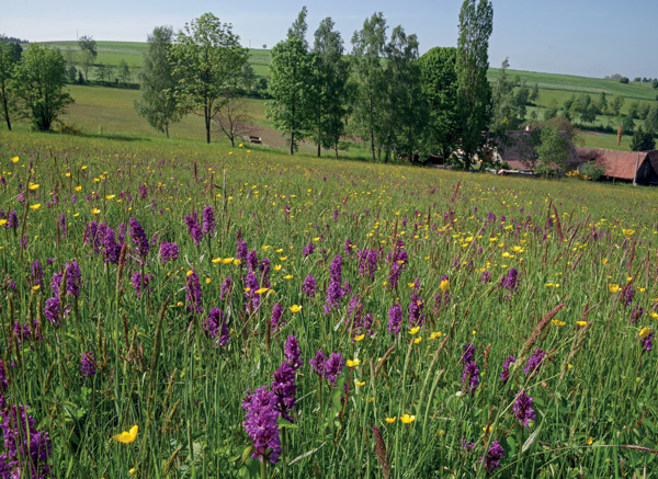 Prstnatce májové ve Víchové nad Jizerou – Koutě, foto Jiří Dvořák