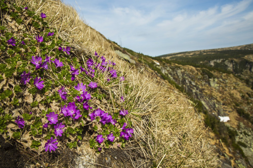 Primula minima