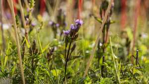 Hořeček ladní pobaltský (Gentianella campestris subsp. baltica) patří mezi kriticky ohrožené druhy české flóry. Foto: Kamila Antošová, Správa KRNAP