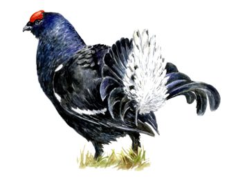 Tetřívek obecný (ilustrace: Akad. mal. Renata Oppeltová)