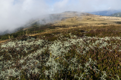 The lichen tundra zone on Studniční hora Mt.
