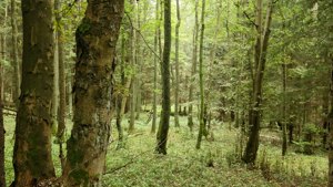 U Lysečinského potoka, foto Radek Drahný