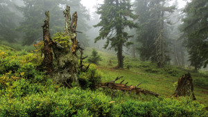 Kamila Antošová: Strmá stráň