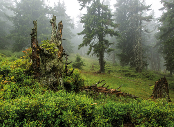 Kamila Antošová: Strmá stráň