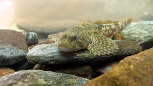 Vranka obecná, jedna z nejzajímavějších a nejvzácnějších ryb Krkonoš, foto: Radek Drahný