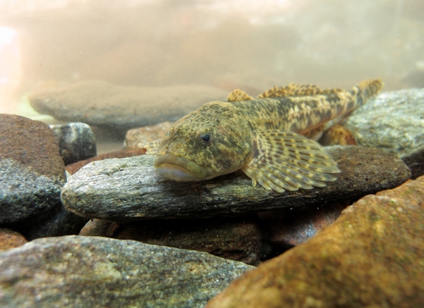 Vranka obecná, jedna z nejzajímavějších a nejvzácnějších ryb Krkonoš, foto: Radek Drahný