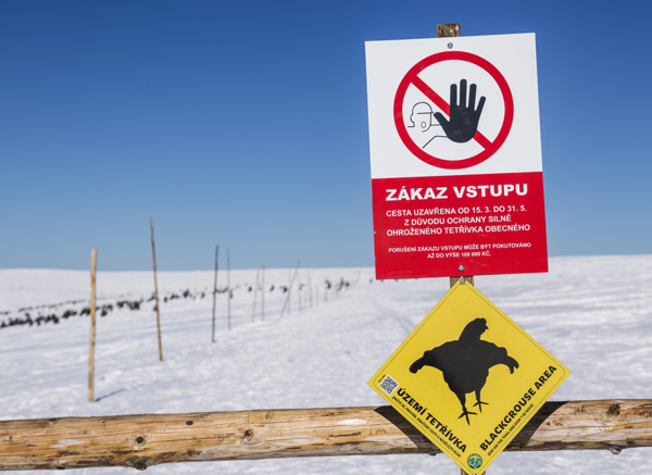 Zimní tyčovaná cesta z Malého Šišáku k Luční boudě je jednou z cest, které se uzavírají každoročně od 15. 3. do 31. 5. z důvodu ochrany proti rušení citlivých druhů živočichů.