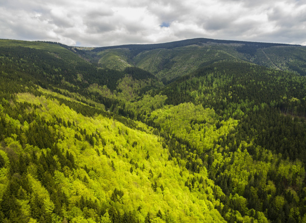 Smíšený les v Údolí Kotelského potoka