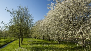 Sad původních krkonošských odrůd ve vrchlabské klášterní zahradě, foto Kamila Antošová, archiv Správy KRNAP