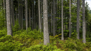 Ilustrační foto: interiér krkonošského lesa, foto Kamila Antošová