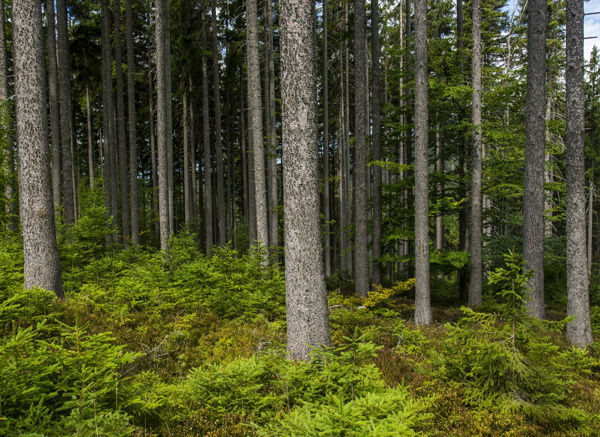 Ilustrační foto: interiér krkonošského lesa, foto Kamila Antošová