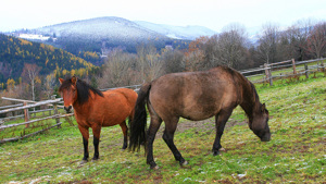Huculové na Janově Hoře