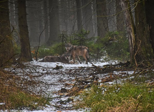 Vlci v okolí Janských Lázní, foto (a) Tomáš Kopecký