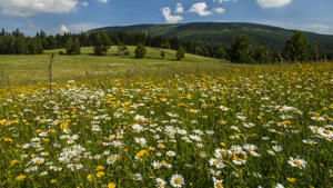 Foto: Kamila Antošová, druhově bohatá louka nad Bolkovem