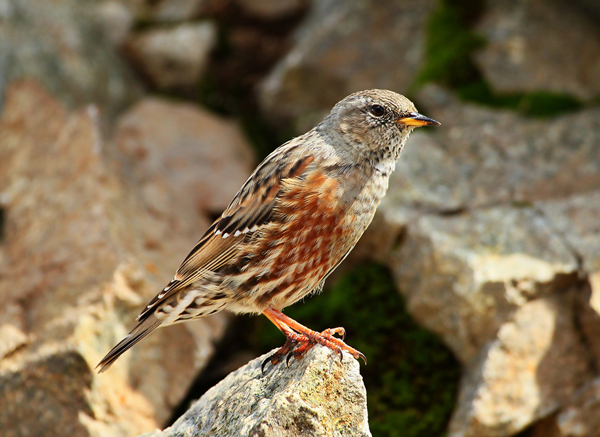 Pěvuška podhorní – hrdnika nové kampaně Správy KRNAP (zdroj Shutterstock)