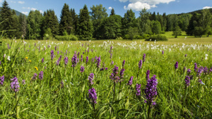 Přírodní památka Sluneční stráň, foto Kamila Antošová, Správa KRNAP